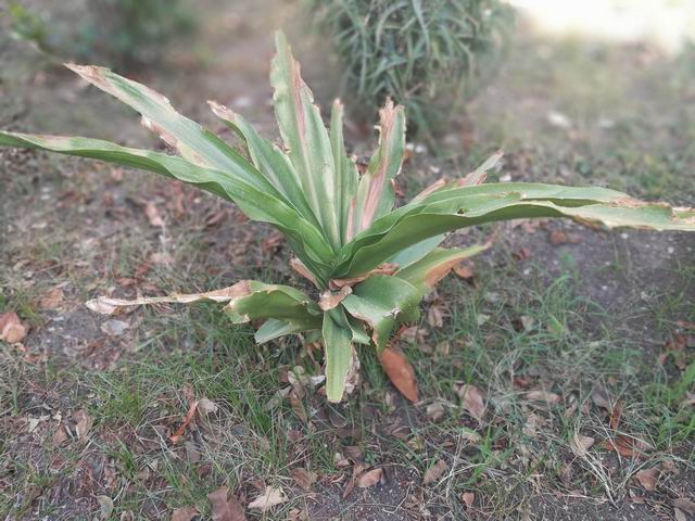 Amaryllidaceae: cfr. Crinum sp.